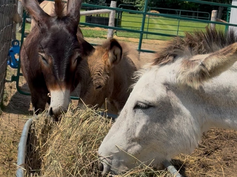 Free Animal Viewing Experience